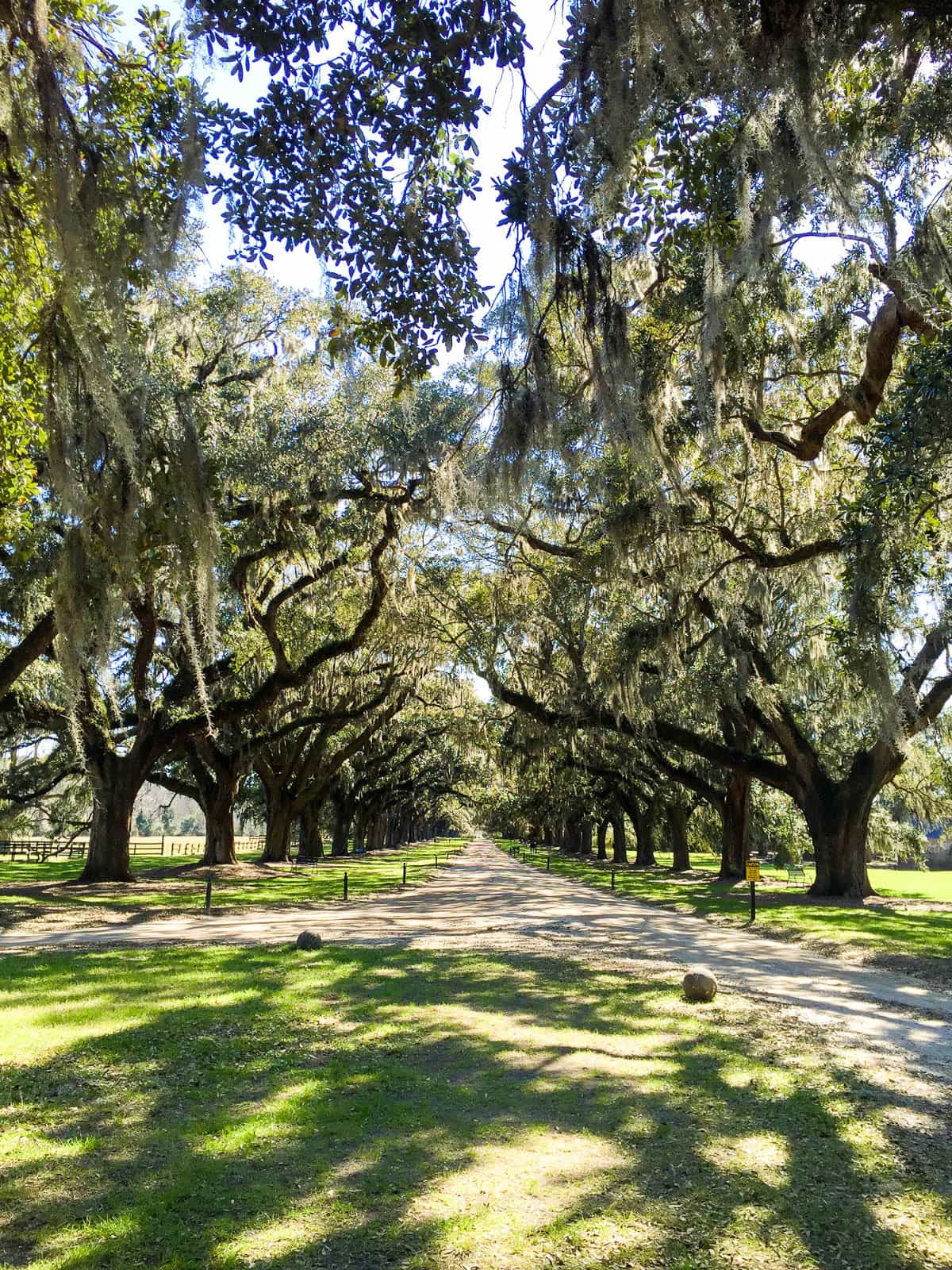 Lane of Oaks at Boone Hall plantation. One of the best things to do in Charleston, South Carolina!