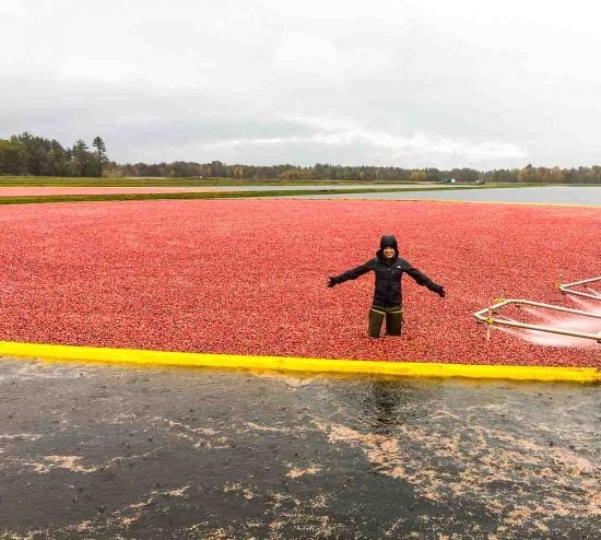 Cranberry Bog in Wisconsin Cranberry Bog in Wisconsin