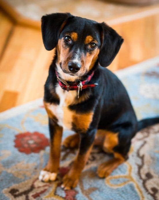 Meet Teddy! 10 month old Beagle mix