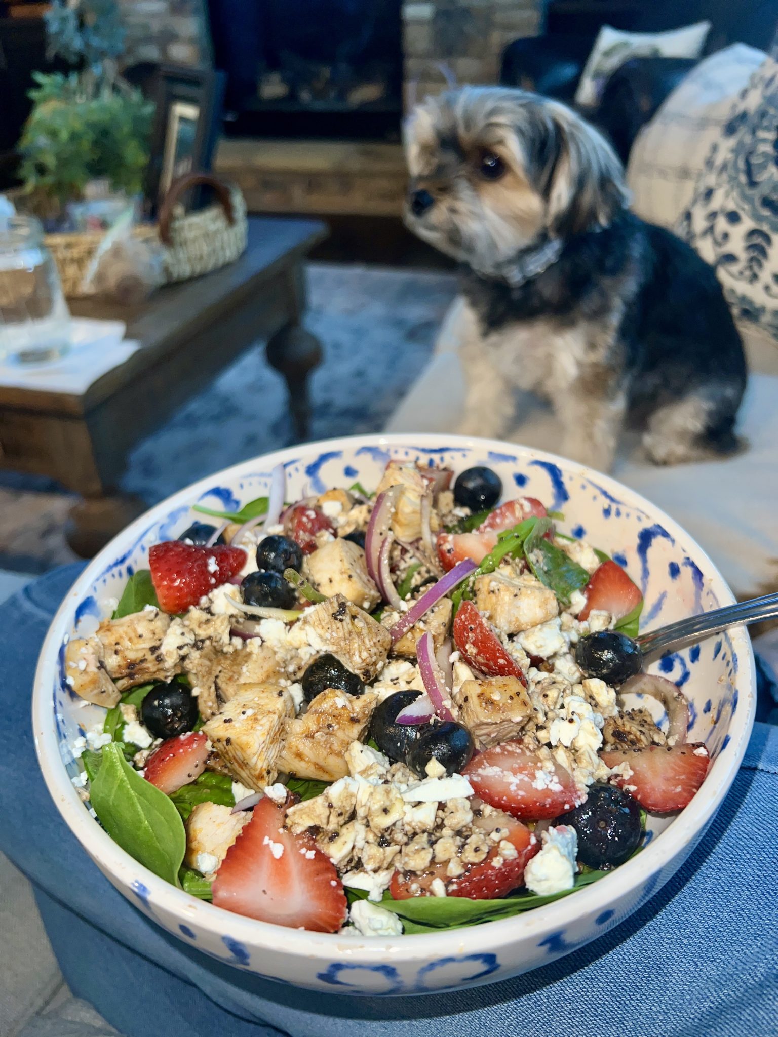 A colorful salad with grilled chicken, strawberries, blueberries, spinach, red onions, and feta in a patterned bowl. A small dog sits on a couch in the background, looking away from the salad.