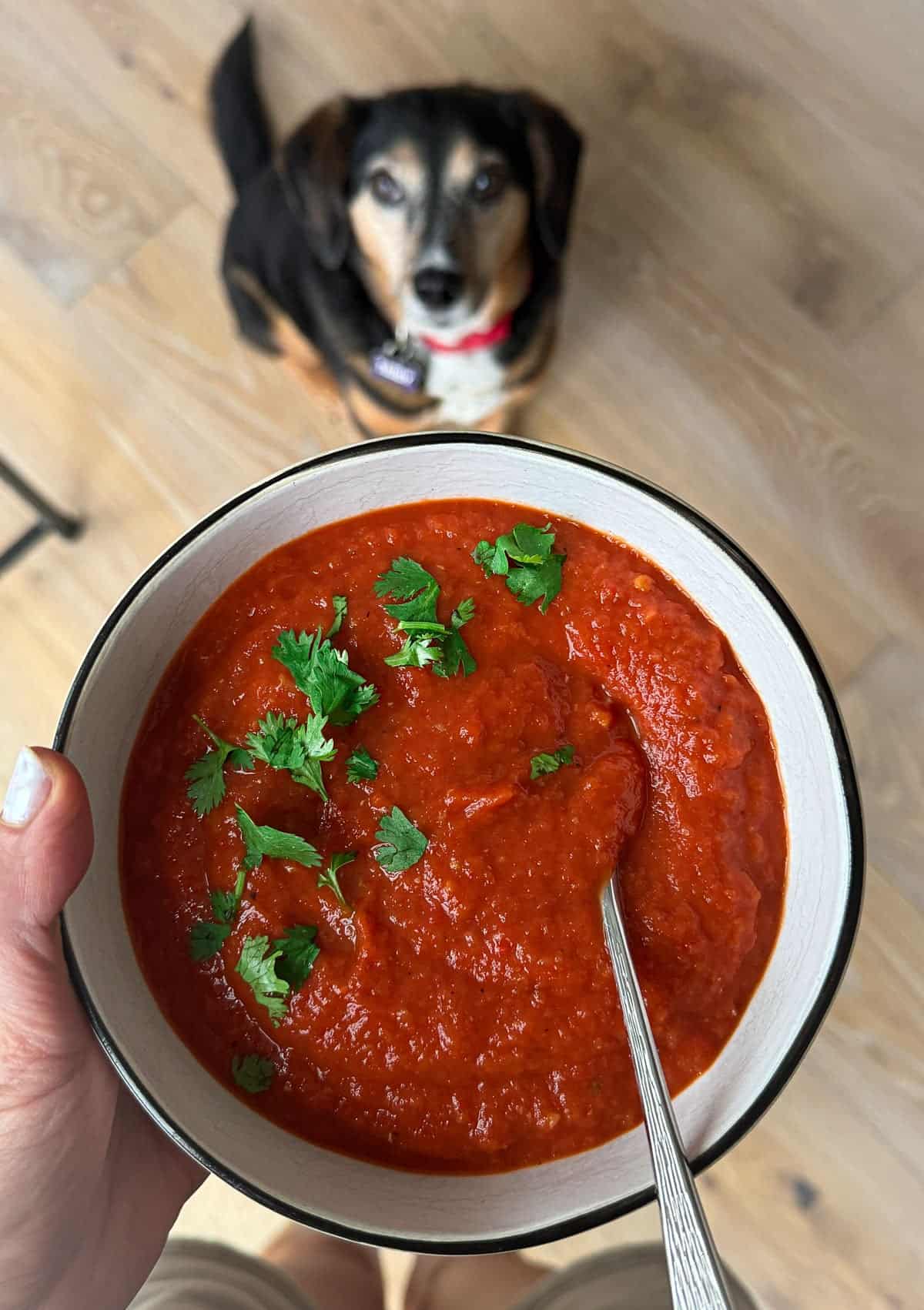 A hand holds a bowl of roasted tomato soup with basil; a dog looks up from the wooden floor below.